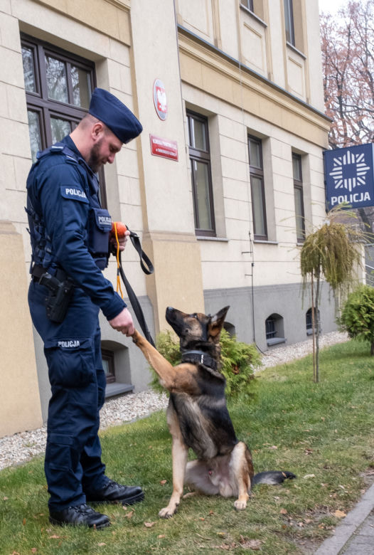 Otis nowy pies na komendzie
