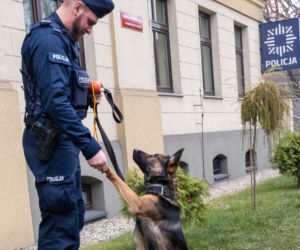 Otis nowy pies na komendzie