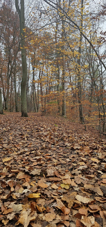   Łynostrada zachwyca o tej porze roku. Zobacz, jak prezentuje się jesienią [ZDJĘCIA]