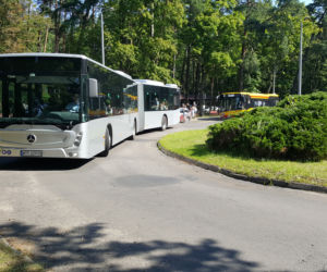 Pierwszy kurs autobusu przegubowego w Grudziądzu