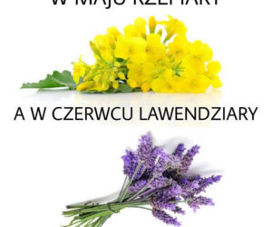 Rzepiara robi furorę w internecie [MEMY]
