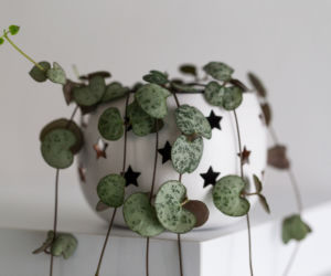Ceropegia woodii