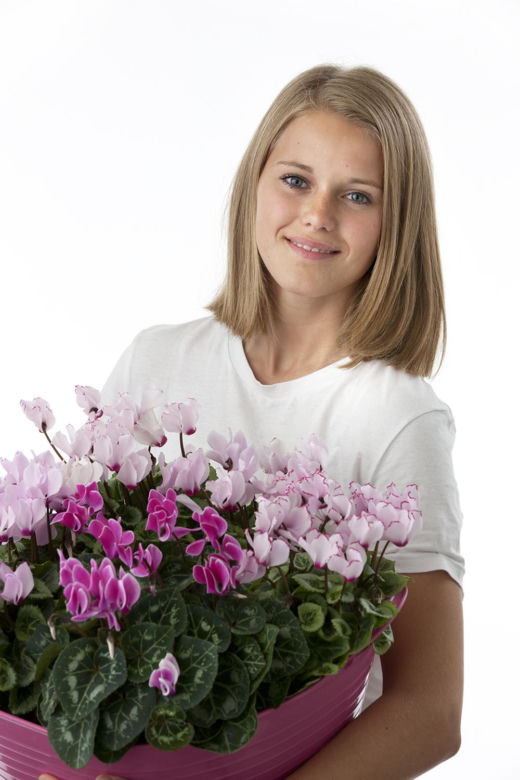 Cyklamen perski, Cyclamen persicum
