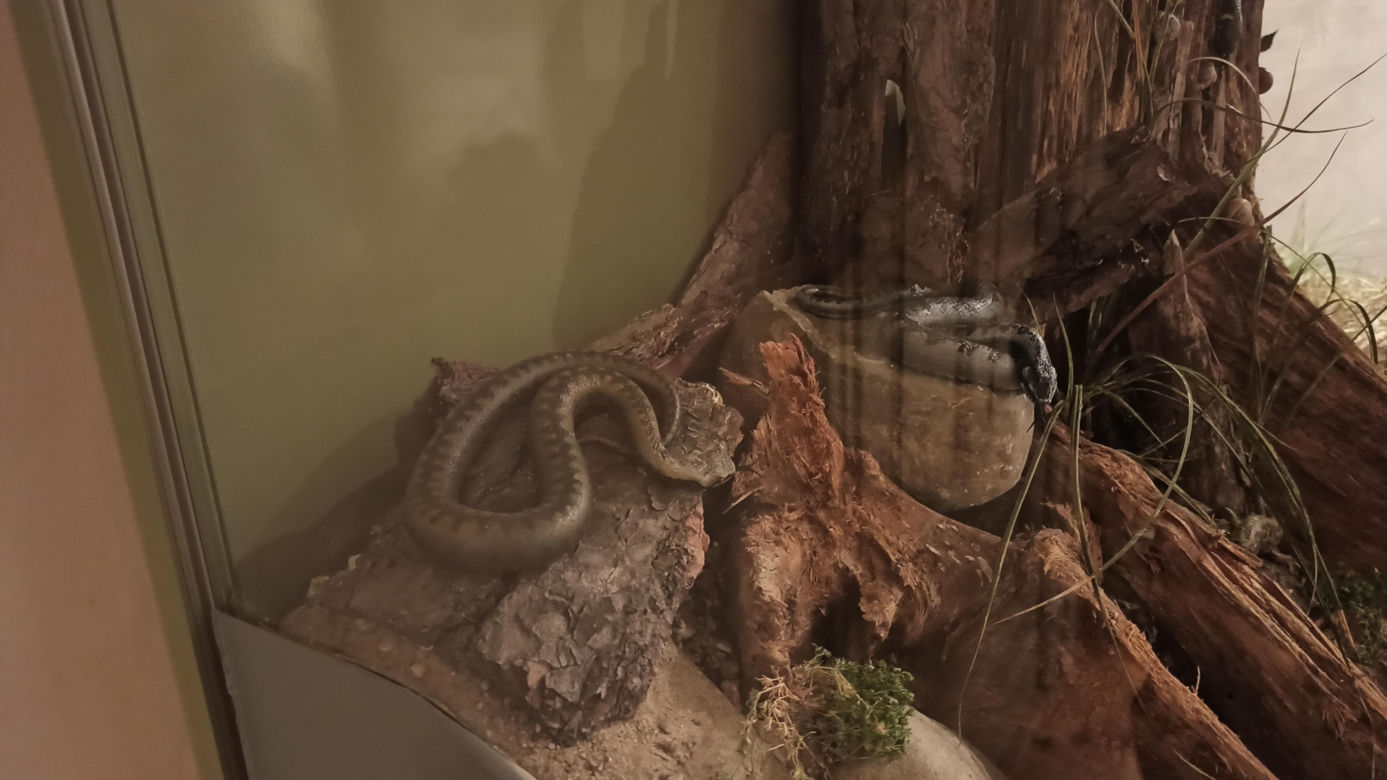 Muzeum Przyrody w Olsztynie. Poznajcie faunę oraz florę Warmii i Mazur