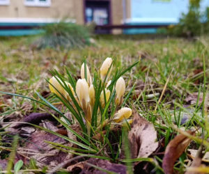 Pierwsze krokusy w Szczecinie