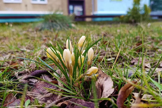 Pierwsze krokusy w Szczecinie