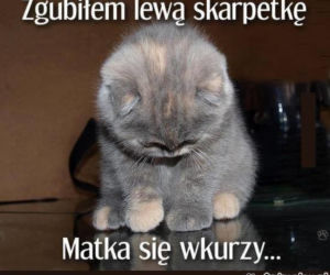 Światowy Dzień Kota 2022. Zobacz najśmieszniejsze obrazki i MEMY z kotami! 