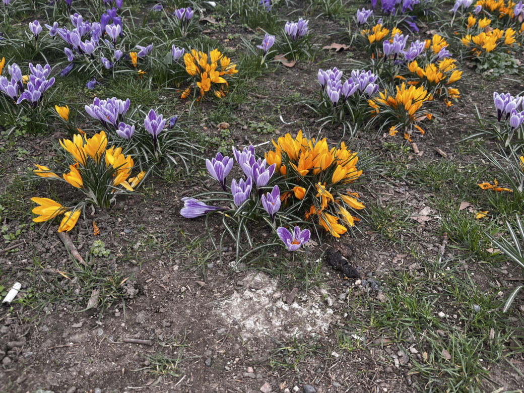 Krokusy w Szczecinie 