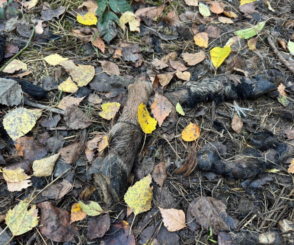 Las zamienił się w makabryczne składowisko. Ktoś wyrzucił tam szczątki zwierząt