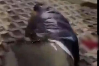 Brutalna bójka Tadżyków w stolicy