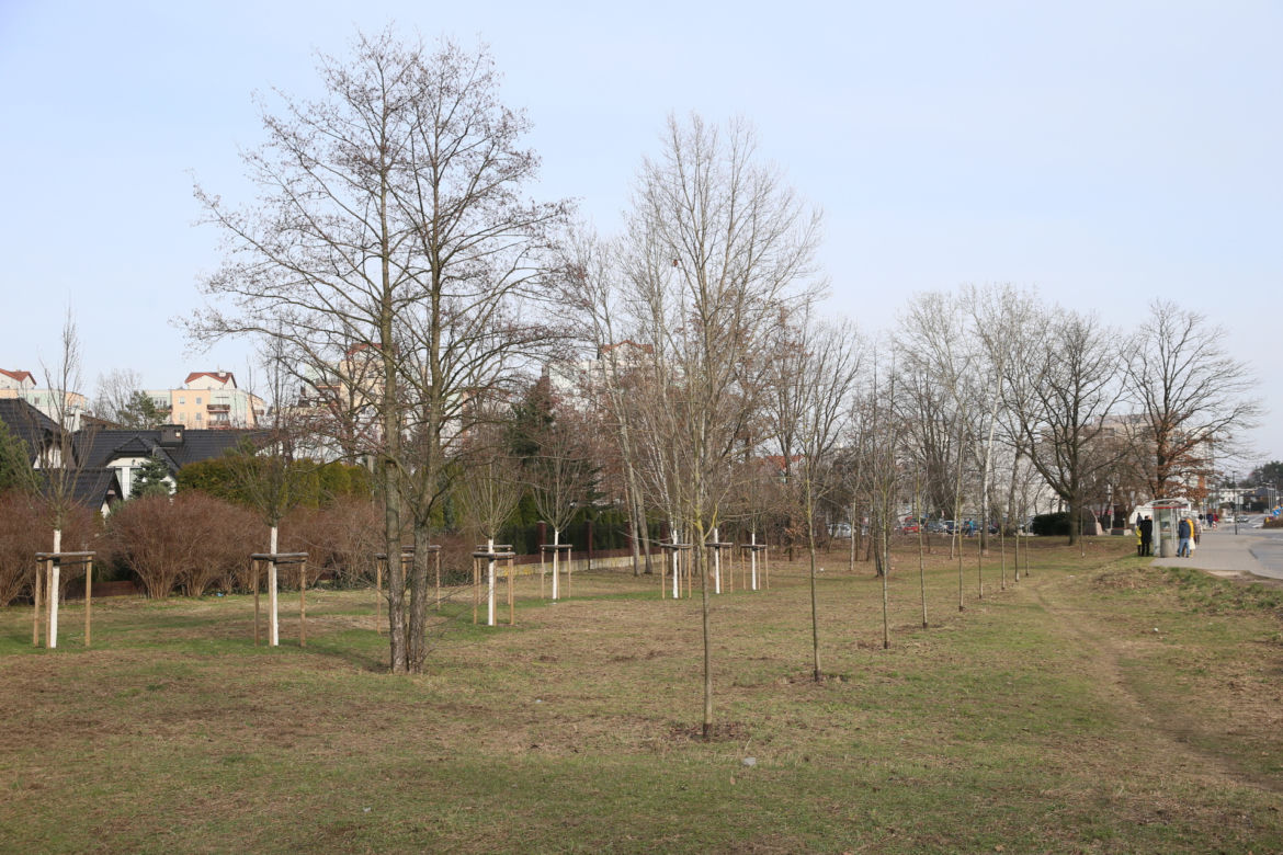 Urzędnicy chcą z zielonego skweru zrobić parking. Mieszkańcy wolą park