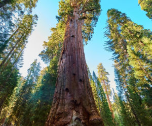 General Sherman – okaz mamutowca olbrzymiego rosnący w Parku Narodowym Sekwoi w górach Sierra Nevada