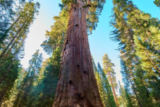 General Sherman – okaz mamutowca olbrzymiego rosnący w Parku Narodowym Sekwoi w górach Sierra Nevada