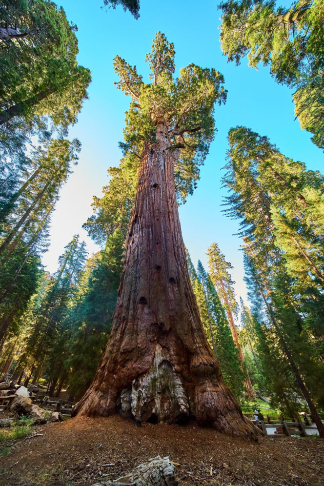General Sherman – okaz mamutowca olbrzymiego rosnący w Parku Narodowym Sekwoi w górach Sierra Nevada