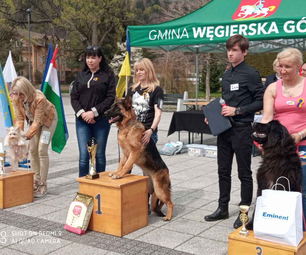 charytatywna wystawa psów rasowych w Węgierskiej Górce