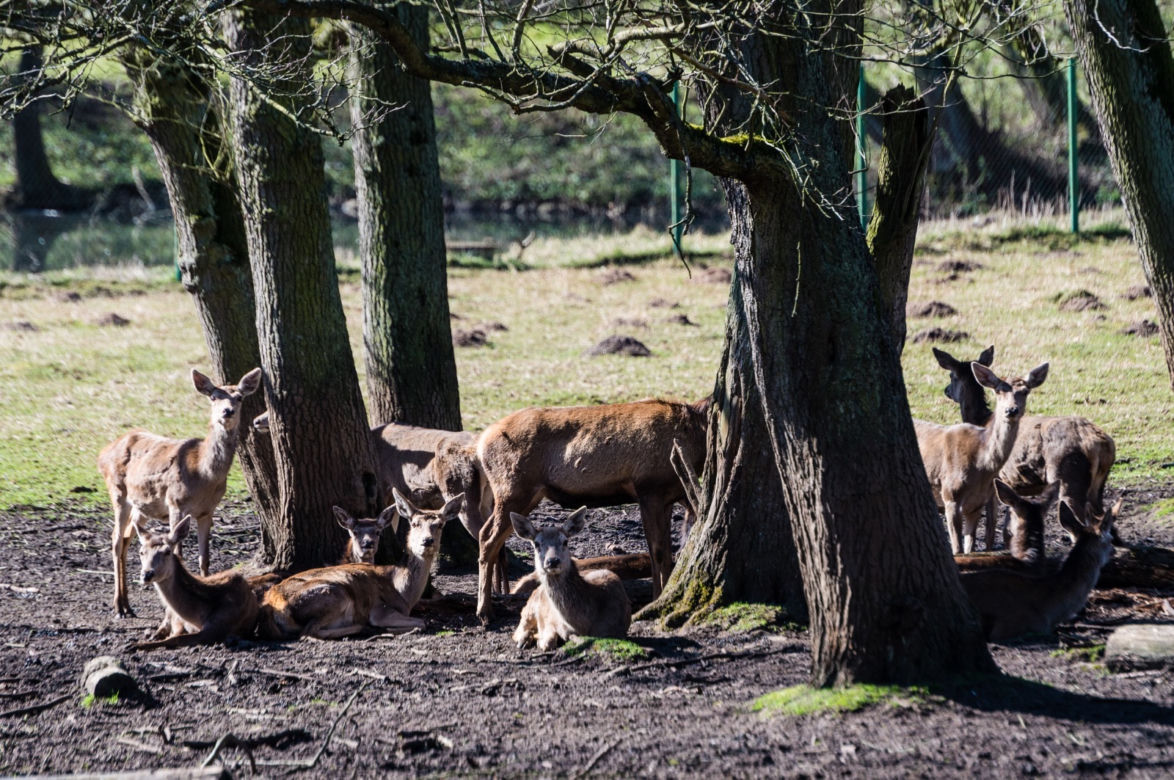 Koronawirus w Trójmieście. Zwierzęta z zoo tęsknią za ludźmi