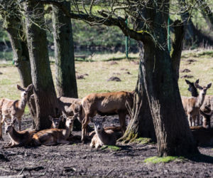 Koronawirus w Trójmieście. Zwierzęta z zoo tęsknią za ludźmi