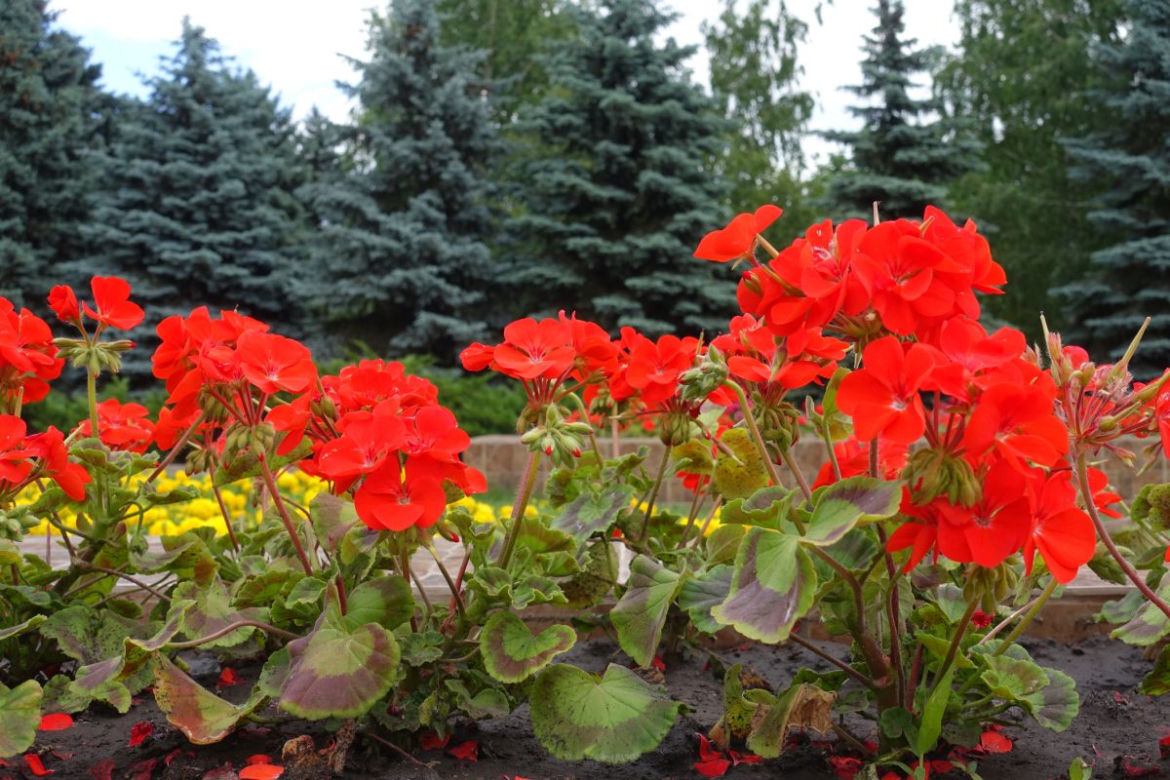 Pelargonie rabatowe