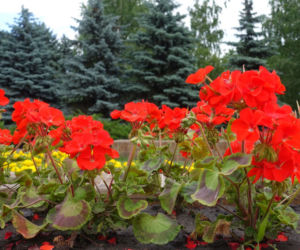 Pelargonie rabatowe