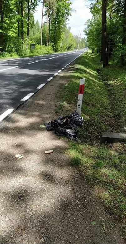 Podkarpackie. Suczka czuwała nad ciałami szczeniąt
