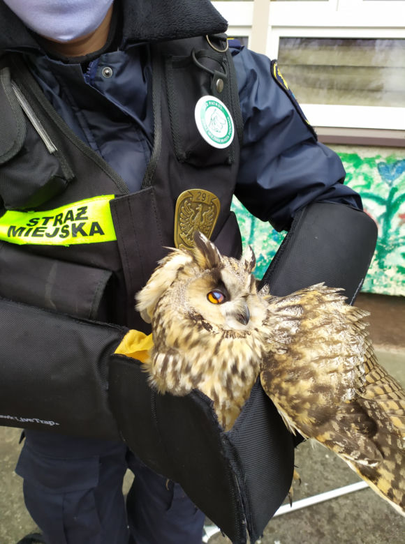 Poznań: Sowa chciała wlecieć do przedszkola. Została ranna! 