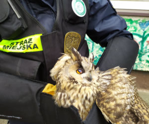 Poznań: Sowa chciała wlecieć do przedszkola. Została ranna! 
