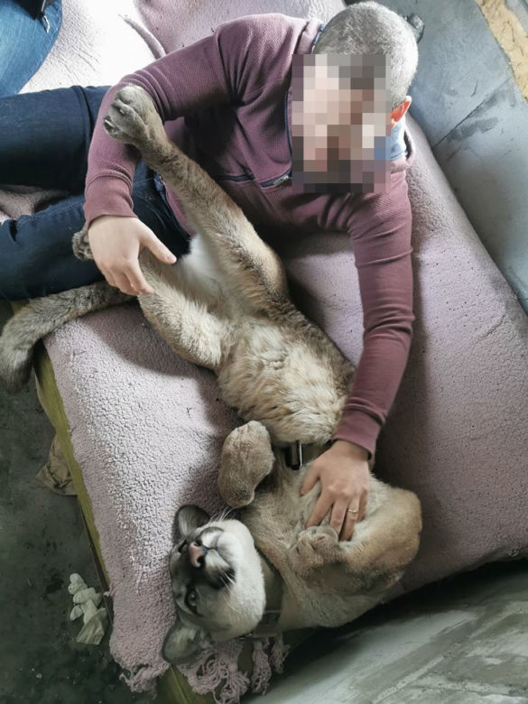 Śląskie: Dramatyczna akcja! Weteran z Afganistanu i puma: "To moje dziecko"