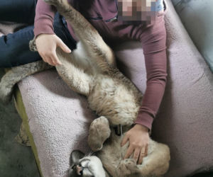 Śląskie: Dramatyczna akcja! Weteran z Afganistanu i puma: To moje dziecko