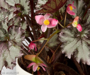 Begonia królewska