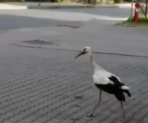 Bocian bandyta gnębi urzędników