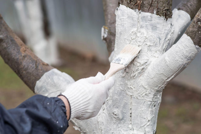 Bielenie pni drzew