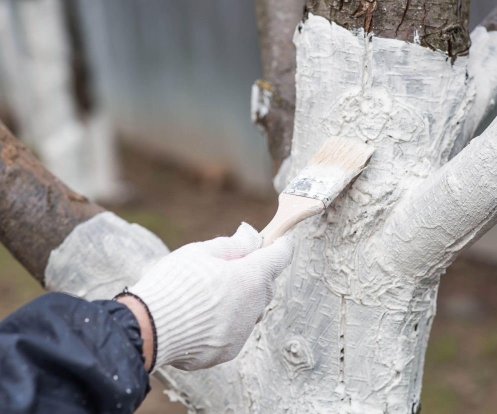 Bielenie drzew owocowych kluczem do wysokich plonów!