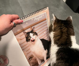 Kot Pandek zapozował do kalendarza KTOZ na 2026 rok