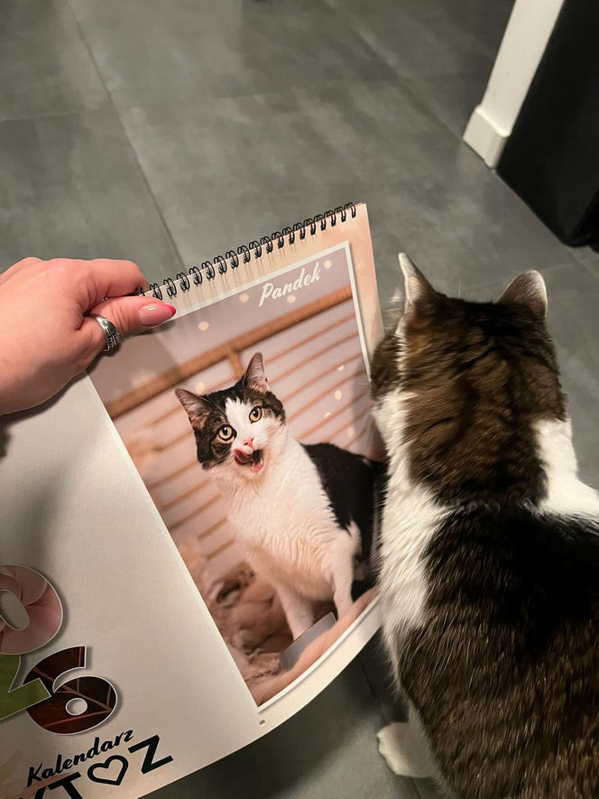 Kot Pandek zapozował do kalendarza KTOZ na 2026 rok
