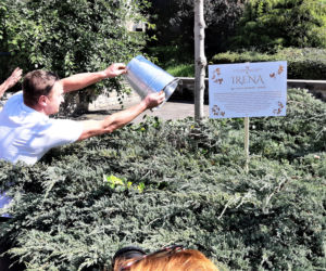 Irena - nowe imię lipy przed teatrem