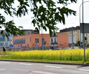 Białystok. Pierwsze łąki już kwitną. W 2020 roku pojawiły się w nowych miejscach