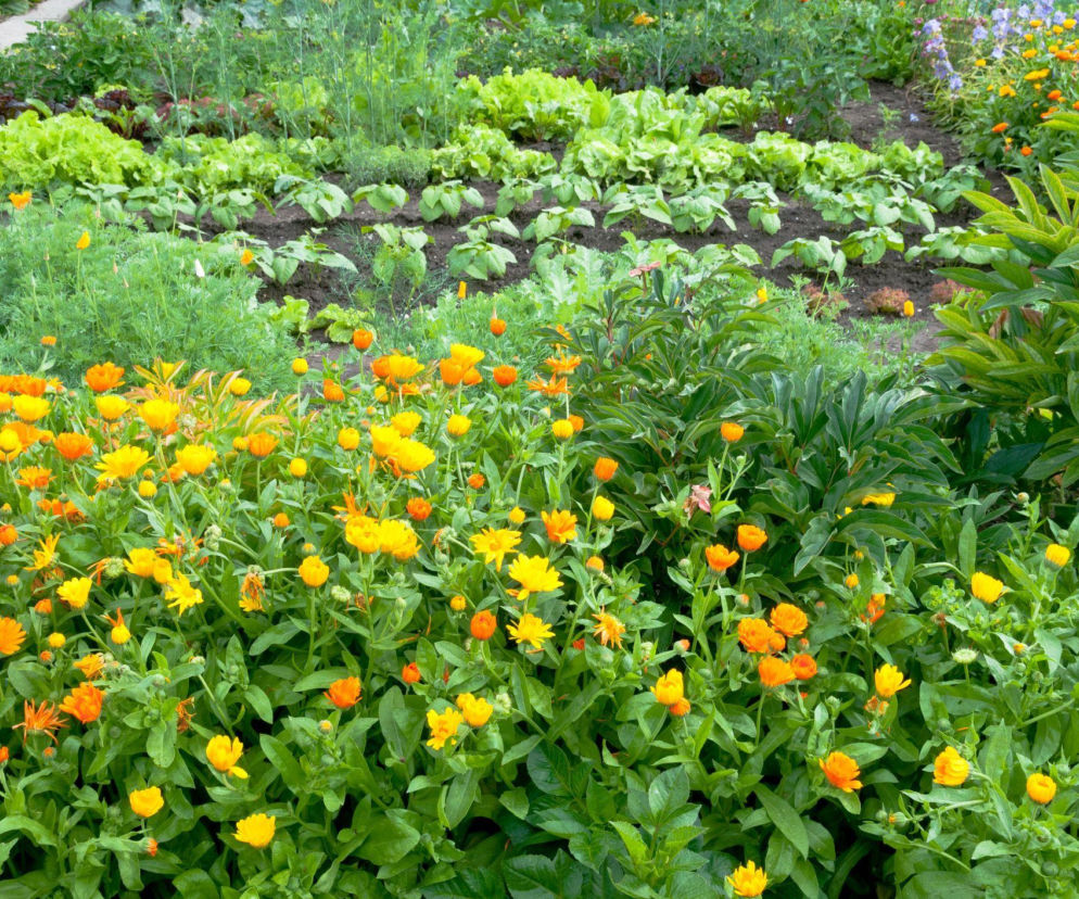 Allelopatia w ogrodzie – naturalny sposób na zdrowe rośliny