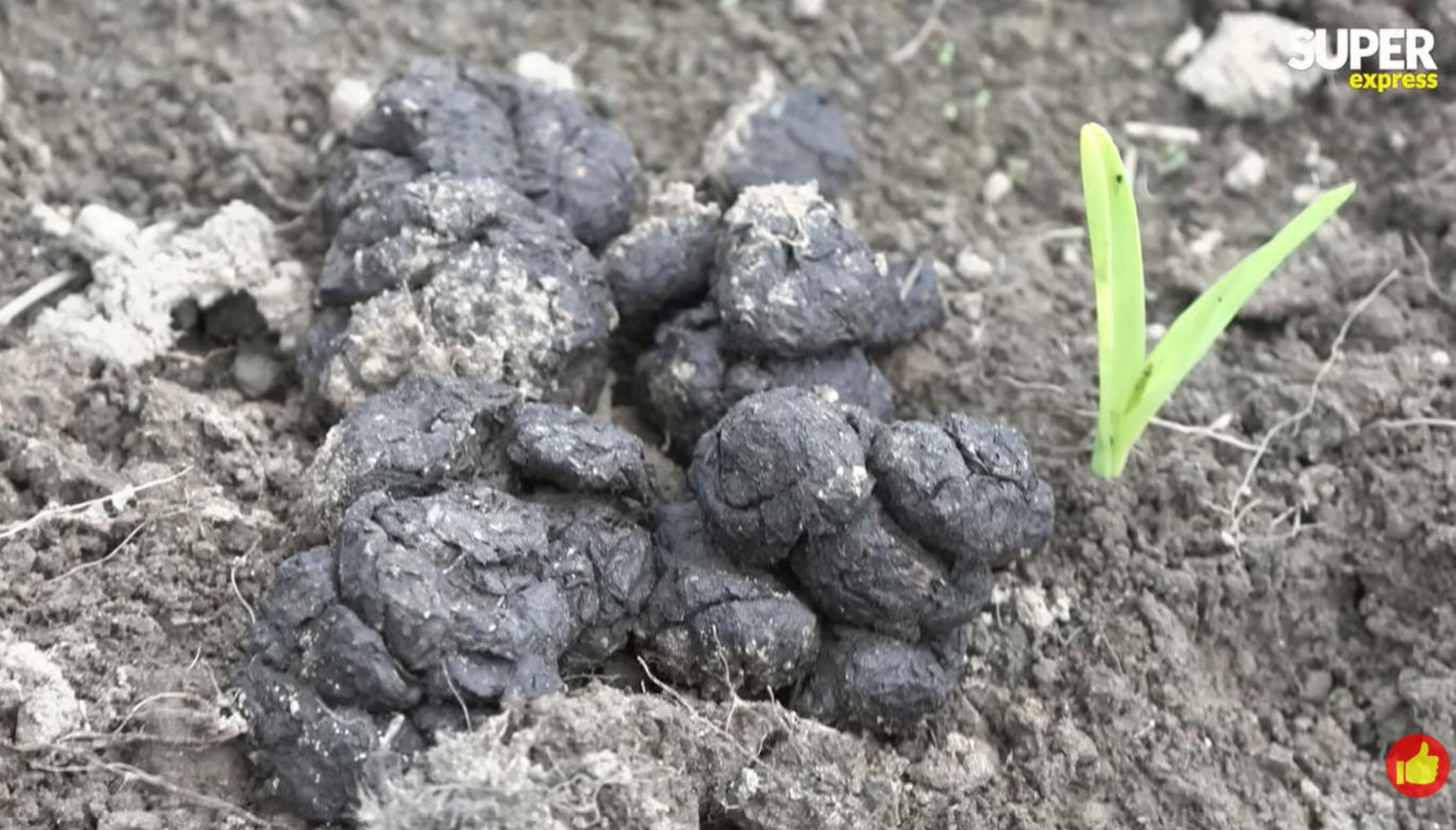 Niedźwiedzie coraz bliżej ludzi. Strach w Bieszczadach narasta: „Boimy się wyjść z domu”