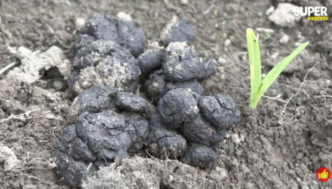 Niedźwiedzie coraz bliżej ludzi. Strach w Bieszczadach narasta: „Boimy się wyjść z domu”