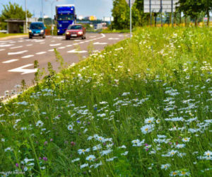 Białystok. Pierwsze łąki już kwitną. W 2020 roku pojawiły się w nowych miejscach