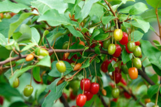Oliwnik wielokwiatowy  - Elaeagnus multiflora
