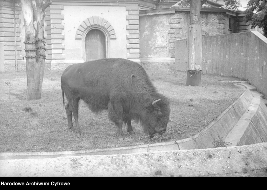 ZOO Wrocław w latach 50. XX wieku. Zobacz, jak wyglądało otwarcie zoo we Wrocławiu [ZDJĘCIA]