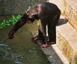 Zabezpieczanie zoo przed powodzią w 1997 roku