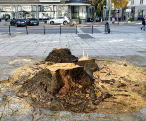 Z alei Wojska Polskiego wycięto kilkanaście drzew
