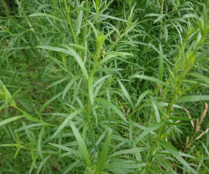 Estragon – świeżość i smak prosto z ogrodu