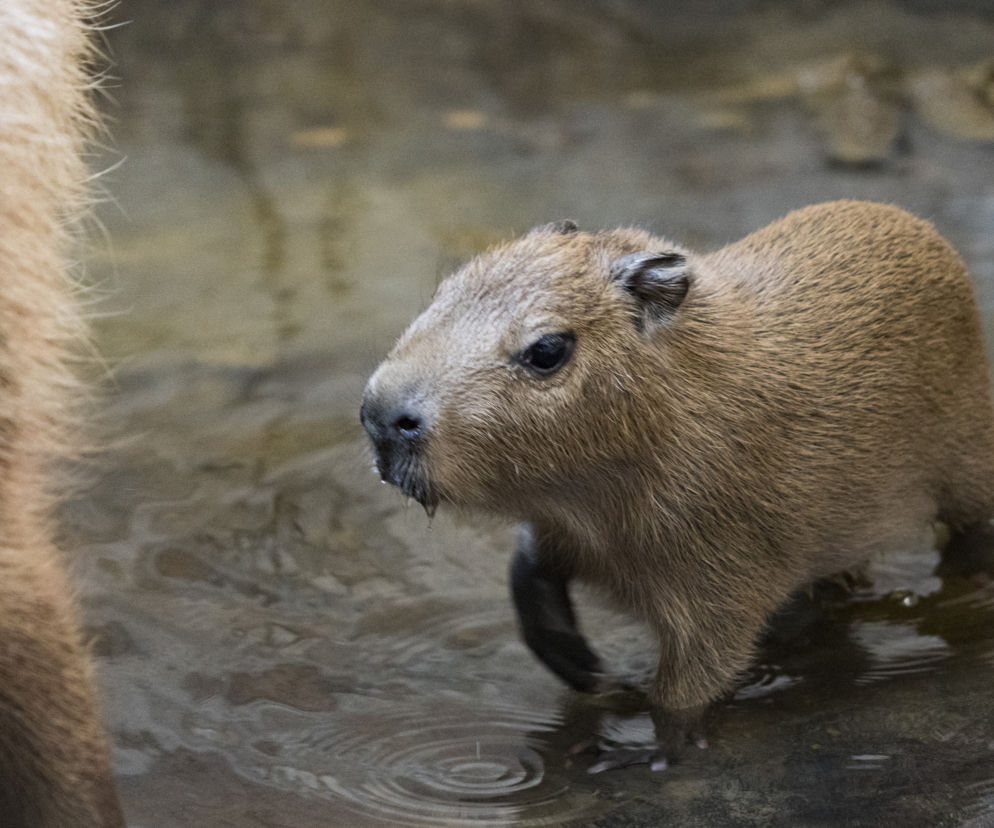 We wrocławskim zoo urodziły się kapibary