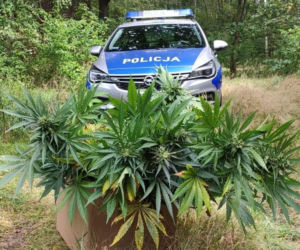 PLANTACJA MARIHUANY w gminie Nowosolna. Policjanci musieli przedzierać się przez pole kukurydzy