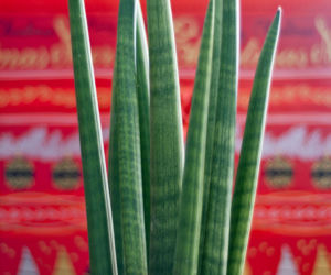 Sansewieria cylindryczna