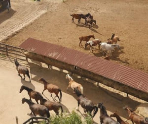 Fundacja Centaurus błaga o pomoc