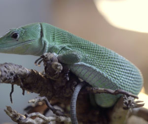 We wrocławskim zoo wykluła się jaszczurka ostrobrzucha